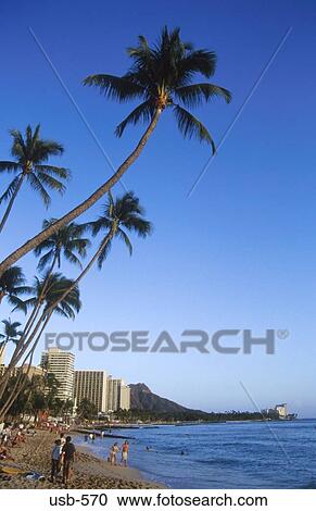Palms on Waikiki Beach Oahu Hawaii USA View Large Photo Image Stock Image - Palms on Waikiki Beach Oahu Hawaii USA. Fotosearch