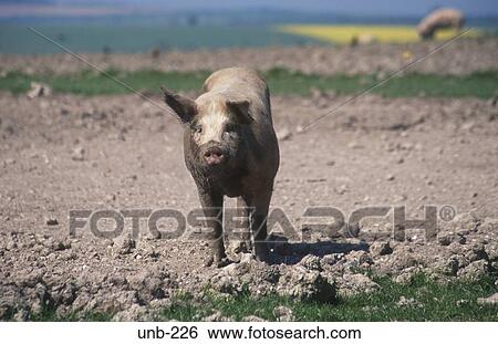 Pig Wiltshire UK View Large Photo Image Stock Photograph - Pig Wiltshire UK. Fotosearch
