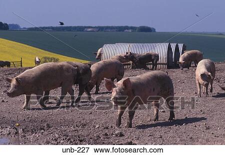 Pigs Wiltshire UK View Large Photo Image Stock Photo - Pigs Wiltshire UK. Fotosearch