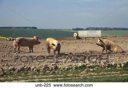 Pigs Wiltshire UK View Large Photo Image Stock Photography - Pigs Wiltshire UK. Fotosearch