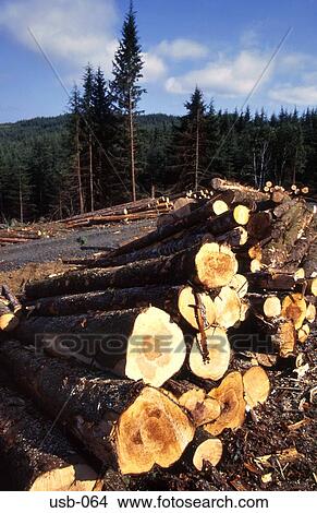 Picture - Pile of Logs in Forest Plantation Washington USA. Fotosearch