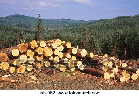 Pile of Logs in Forest Plantation Washington USA View Large Photo Image Stock Image - Pile of Logs in Forest Plantation Washington USA. Fotosearch