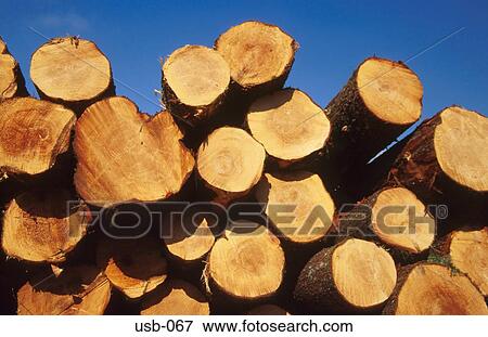 Pile of Logs in Forest Plantation Washington USA View Large Photo Image Stock Photo - Pile of Logs in Forest Plantation Washington USA. Fotosearch