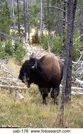 Plains Buffalo in Wood USA View Large Photo Image Stock Photo - Plains Buffalo in Wood USA. Fotosearch