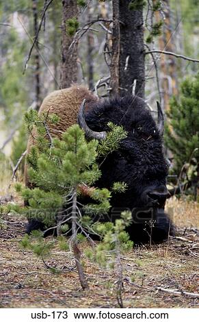 Plains Buffalo sitting in Wood USA View Large Photo Image Stock Image - Plains Buffalo sitting in Wood USA. Fotosearch