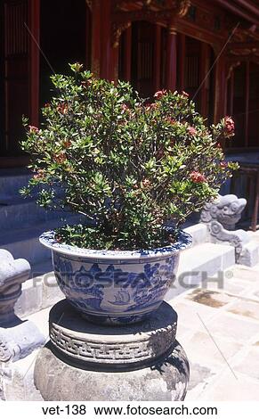 Stock Photo - Plant at the Tomb of Minh Mang Vietnam. Fotosearch