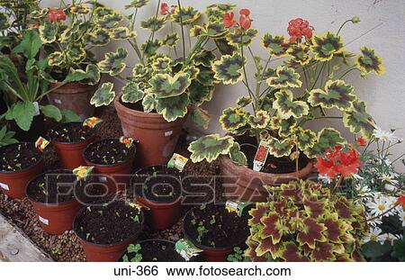 Plants being Propagated in Greenhouse View Large Photo Image Stock Photograph - Plants being Propagated in Greenhouse. Fotosearch