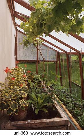 Plants in Greenhouse UK View Large Photo Image Stock Image - Plants in Greenhouse UK. Fotosearch