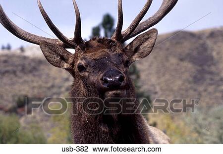 Portrait of Male Elk Montana USA View Large Photo Image Stock Image - Portrait of Male Elk Montana USA. Fotosearch