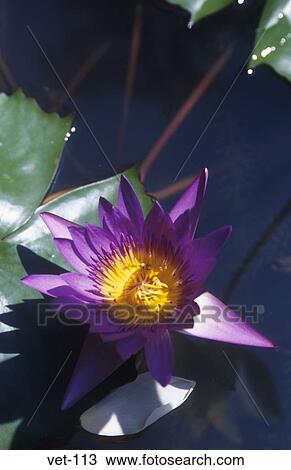 Purple Flower Hue Vietnam View Large Photo Image Stock Image - Purple Flower Hue Vietnam. Fotosearch
