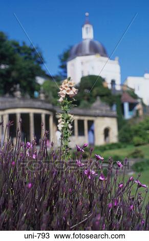 Purple Flowers Portmeirion Wales UK View Large Photo Image Stock Image - Purple Flowers Portmeirion Wales UK. Fotosearch
