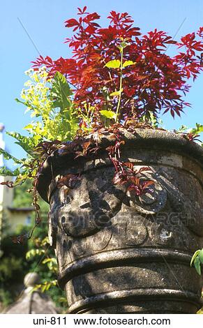 Red Plant in Urn Portmeirion Wales UK View Large Photo Image Stock Image - Red Plant in Urn Portmeirion Wales UK. Fotosearch