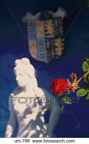 Red Rose Portmeirion Wales UK View Large Photo Image Stock Photo - Red Rose Portmeirion Wales UK. Fotosearch