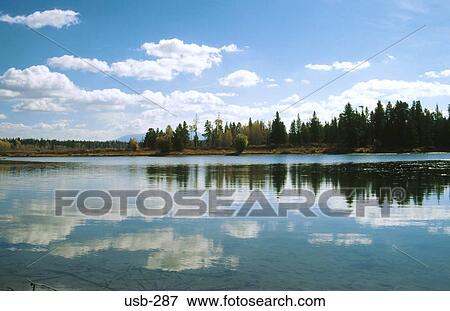 Reflection of Trees in a Wyoming Lake USA View Large Photo Image Stock Photo - Reflection of Trees in a Wyoming Lake USA. Fotosearch