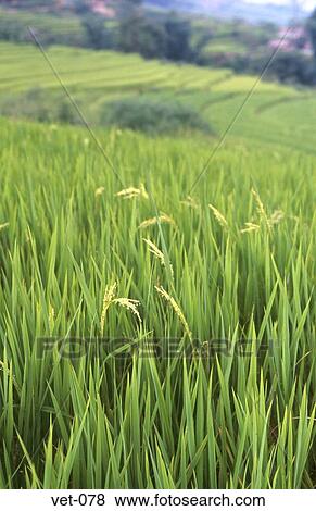 Stock Photo - Rice Fields Vietnam. Fotosearch