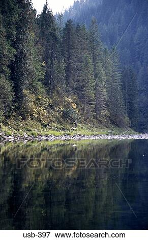 River and Forest Nez Perce National Forest USA View Large Photo Image Stock Photo - River and Forest Nez Perce National Forest USA. Fotosearch