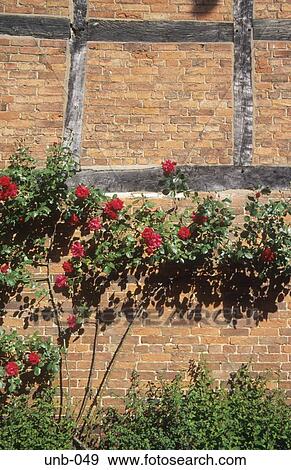 Rose Bush and Timber Wall Stratford upon Avon Warwickshire UK View Large Photo Image Stock Photo - Rose Bush and Timber Wall Stratford upon Avon Warwickshire UK. Fotosearch