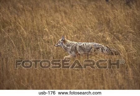 Stock Photograph - Running Coyote Yellowstone National Park USA. Fotosearch
