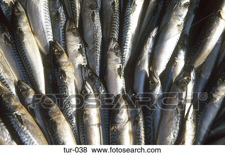 Sardines View Large Photo Image Stock Photo - Sardines. Fotosearch