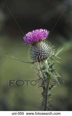 Scottish Thistle View Large Photo Image Stock Photography - Scottish Thistle. Fotosearch