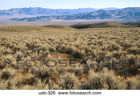 Scrub Covered Desert Nevada USA View Large Photo Image Stock Photograph - Scrub Covered Desert Nevada USA. Fotosearch