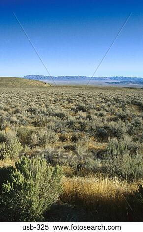 Scrub in Nevada Desert USA View Large Photo Image Stock Photography - Scrub in Nevada Desert USA. Fotosearch