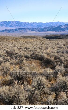 Scrub in the Nevada Desert USA View Large Photo Image Stock Photo - Scrub in the Nevada Desert USA. Fotosearch