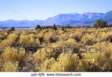 Stock Photo - Scrub Plants in California Desert. Fotosearch