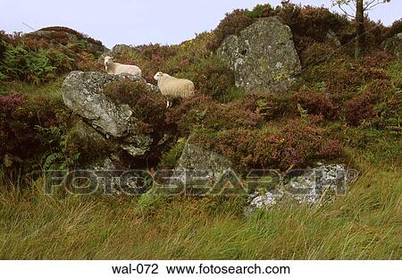 Sheep amongst Rocks Wales View Large Photo Image Stock Image - Sheep amongst Rocks Wales. Fotosearch