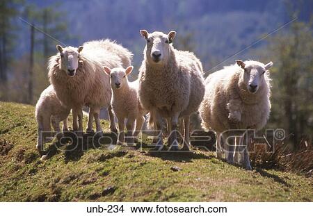 Sheep Brecon Beacons Wales UK View Large Photo Image Picture - Sheep Brecon Beacons Wales UK. Fotosearch