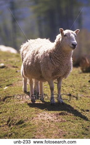Sheep Brecon Beacons Wales UK View Large Photo Image Stock Image - Sheep Brecon Beacons Wales UK. Fotosearch