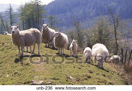 Sheep Brecon Beacons Wales UK View Large Photo Image Stock Photograph - Sheep Brecon Beacons Wales UK. Fotosearch