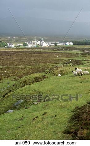 Sheep Farm on Scottish Moorland UK View Large Photo Image Stock Image - Sheep Farm on Scottish Moorland UK. Fotosearch