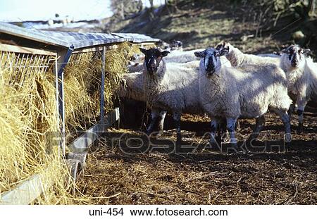 Picture - Sheep Feeding from Hay Dispenser Wales. Fotosearch