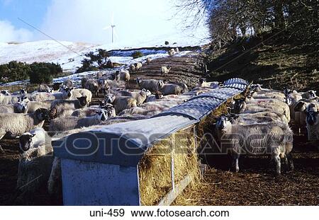 Sheep Feeding From Hay Dispensers Bryn Titley Wales View Large Photo Image Stock Photo - Sheep Feeding From Hay Dispensers Bryn Titley Wales. Fotosearch