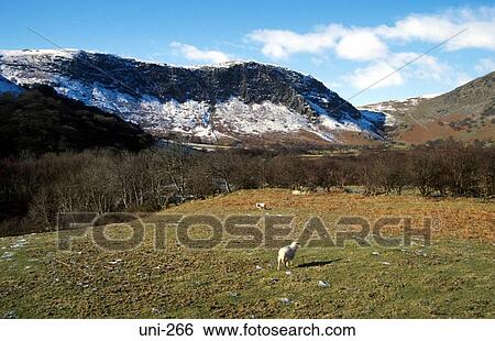 Sheep in Cambrian Mountains Wales UK View Large Photo Image Stock Photograph - Sheep in Cambrian Mountains Wales UK. Fotosearch