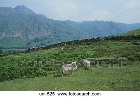 Sheep in Lake District UK View Large Photo Image Stock Photography - Sheep in Lake District UK. Fotosearch