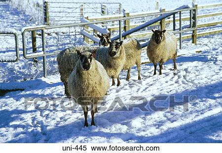 Sheep in Snow Covered Field Wales View Large Photo Image Stock Photography - Sheep in Snow Covered Field Wales. Fotosearch
