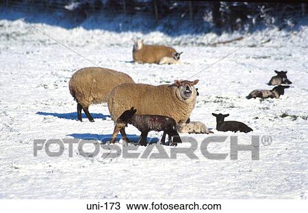 Sheep in Snow Covered Field Wales UK View Large Photo Image Stock Image - Sheep in Snow Covered Field Wales UK. Fotosearch