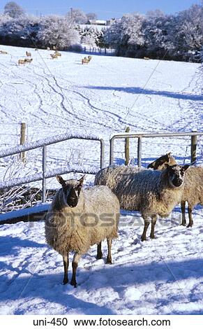 Sheep in Snow Covered Hills View Large Photo Image Stock Image - Sheep in Snow Covered Hills. Fotosearch