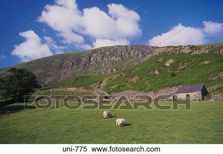 Sheep in Upland Landscape Wales UK View Large Photo Image Stock Photography - Sheep in Upland Landscape Wales UK. Fotosearch