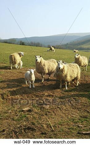 Sheep Lambs Field (Wales) View Large Photo Image Stock Photo - Sheep Lambs Field (Wales). Fotosearch