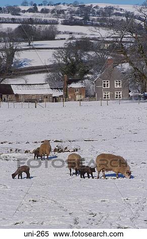 Sheep on Snow Covered Landscape Wales UK View Large Photo Image Stock Photography - Sheep on Snow Covered Landscape Wales UK. Fotosearch