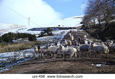 Sheep on Welsh Farm Track View Large Photo Image Stock Photograph - Sheep on Welsh Farm Track. Fotosearch