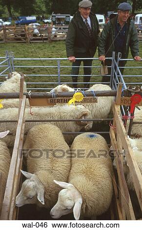 Sheep Pen Country Show (Wales) View Large Photo Image Stock Photograph - Sheep Pen Country Show (Wales). Fotosearch
