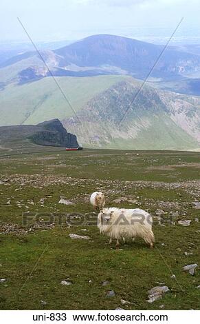 Stock Image - Sheep Snowdonia National Park Wales UK. Fotosearch