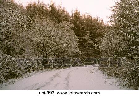 Snow Covered Trees Wales UK View Large Photo Image Stock Image - Snow Covered Trees Wales UK. Fotosearch