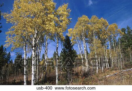 Stand of Silver Birch Trees Idaho USA View Large Photo Image Stock Image - Stand of Silver Birch Trees Idaho USA. Fotosearch