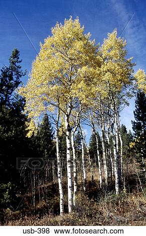 Stand of Silver Birch Trees Idaho USA View Large Photo Image Stock Photo - Stand of Silver Birch Trees Idaho USA. Fotosearch