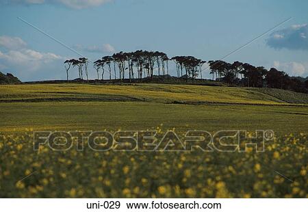 Stand of Trees and Rape Fields Scotland UK View Large Photo Image Stock Photo - Stand of Trees and Rape Fields Scotland UK. Fotosearch